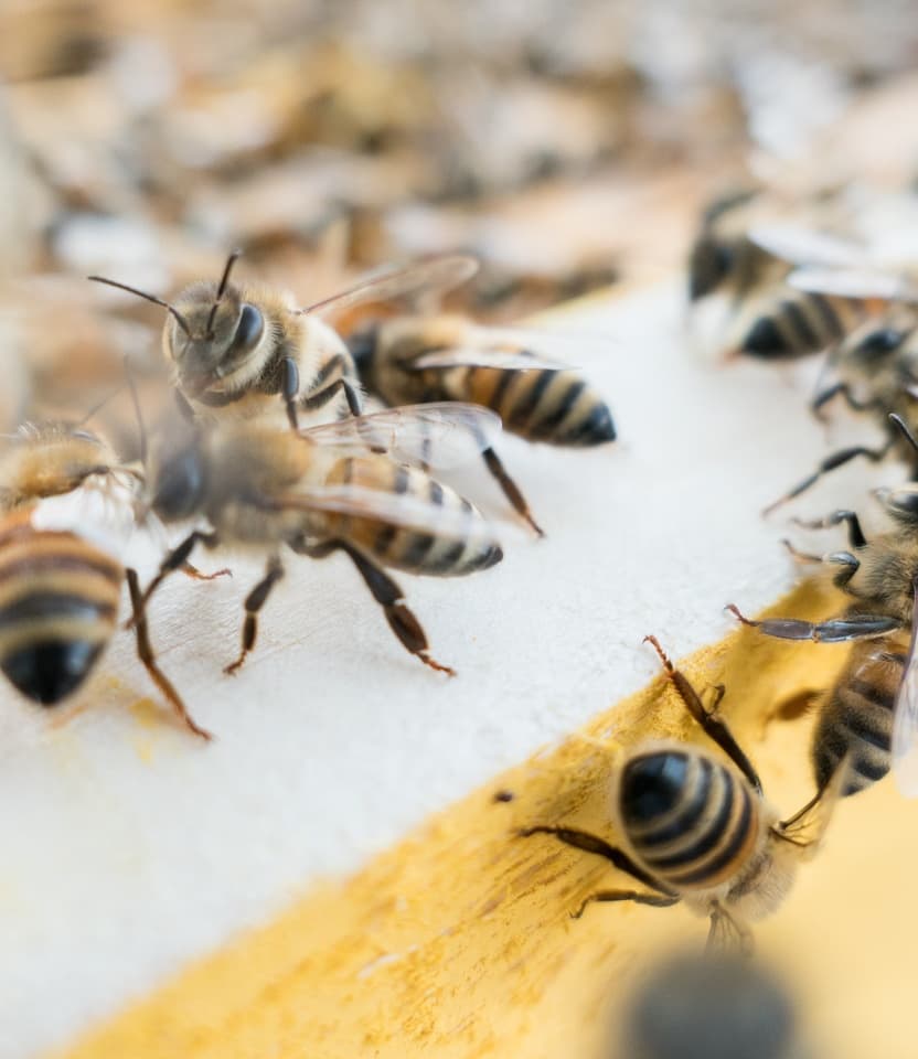 Beekeeping tour