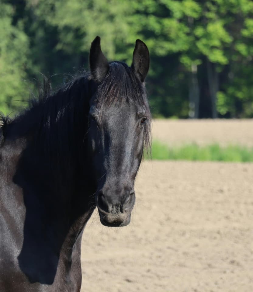 Team coaching with horses