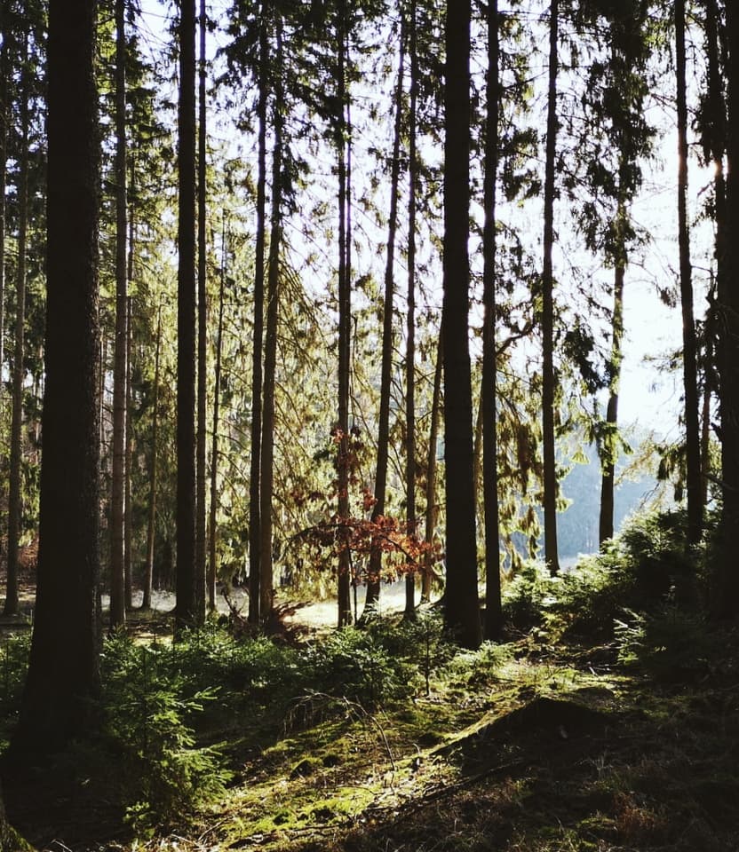 Kräuterwanderung im Gutswald