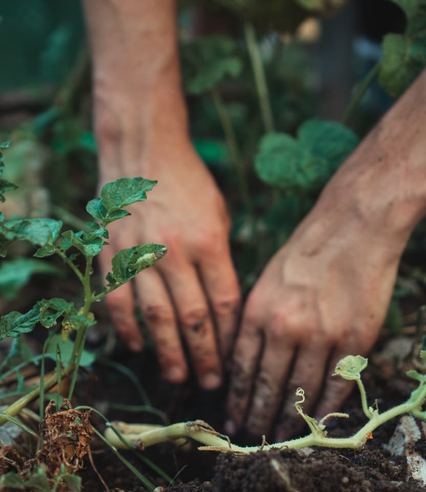 Joint tree planting