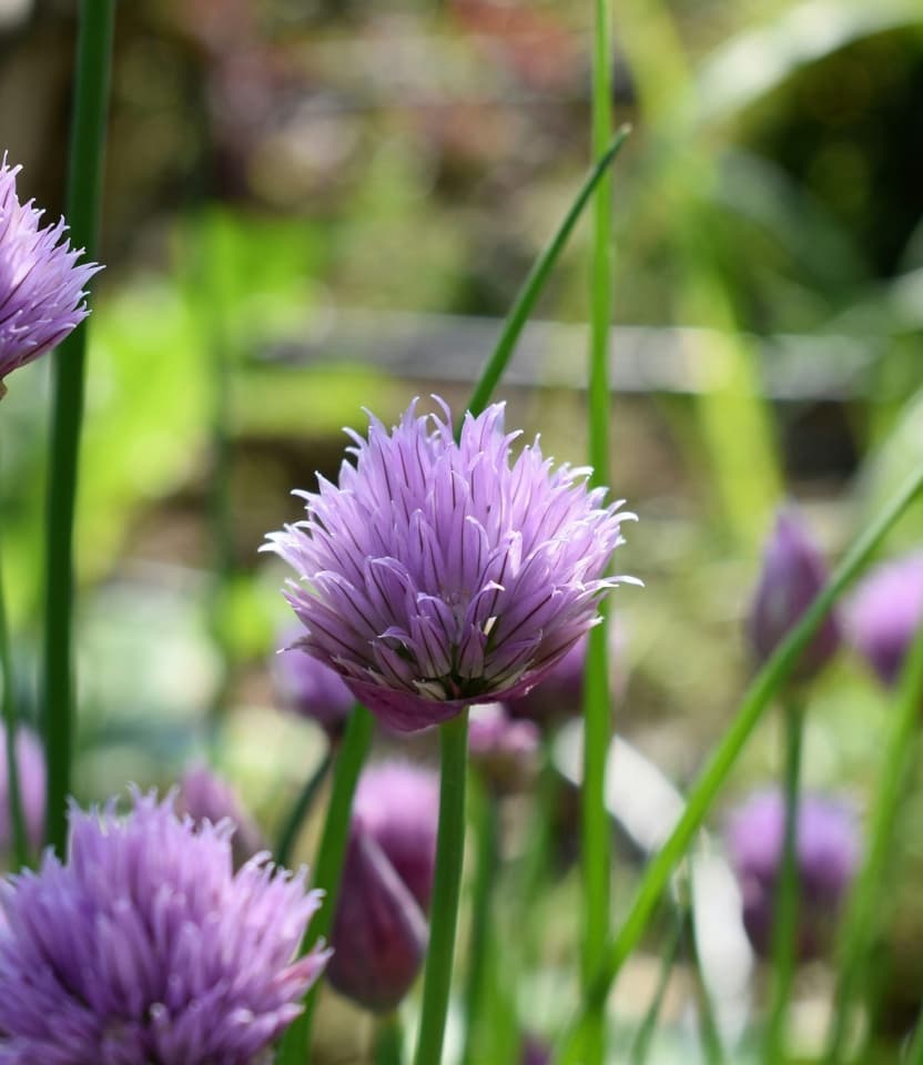 Guided herbal walk