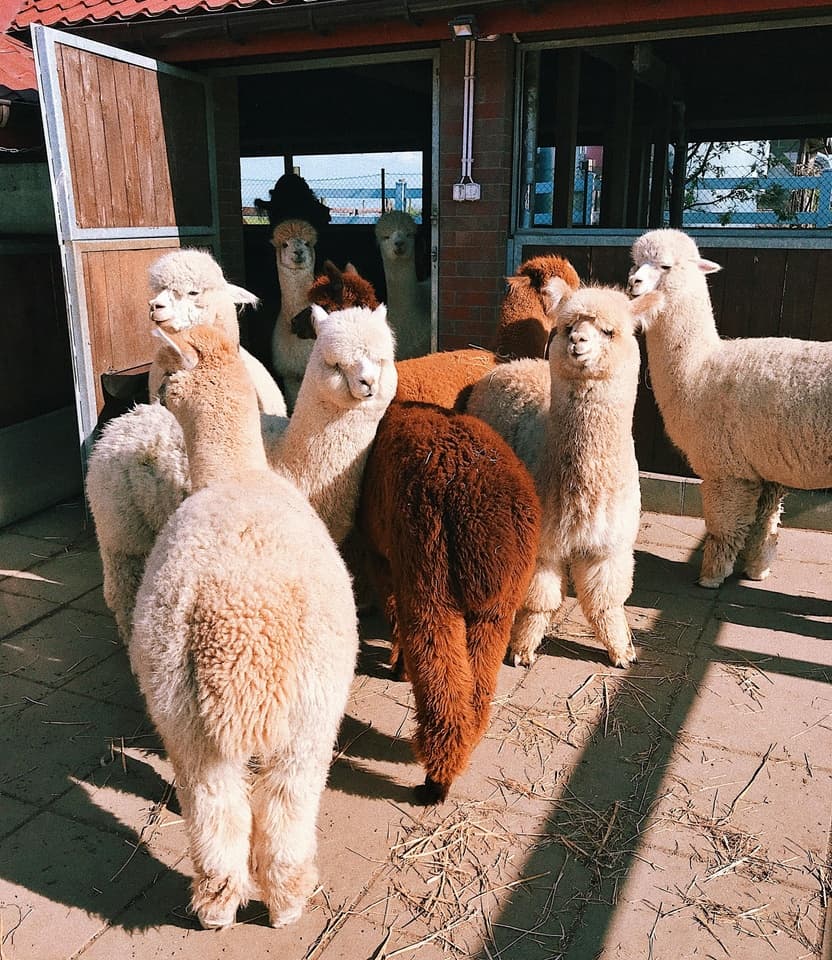 Visit the alpaca farm