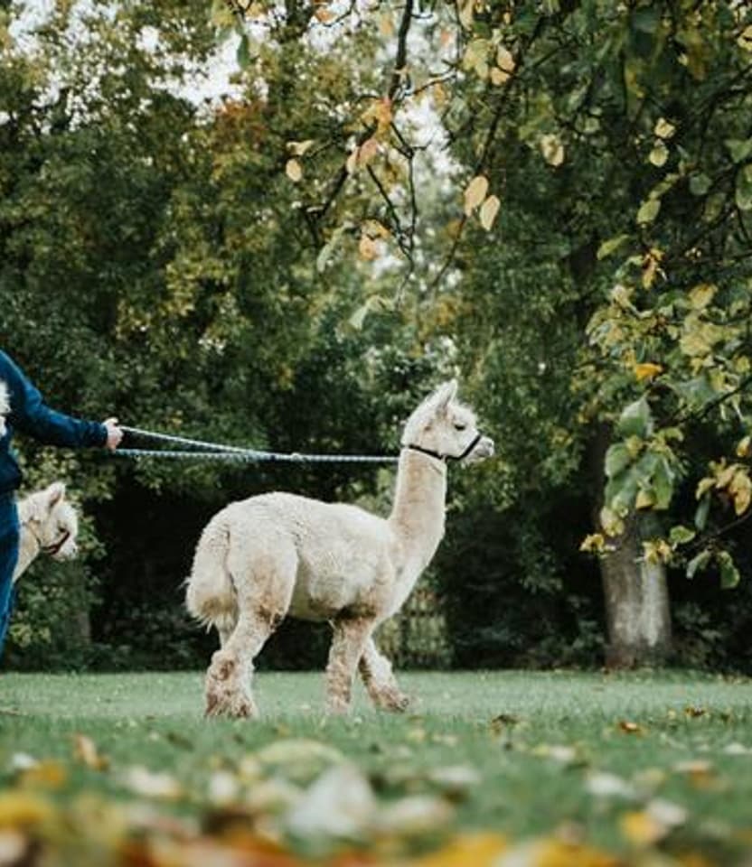 Alpaca walk